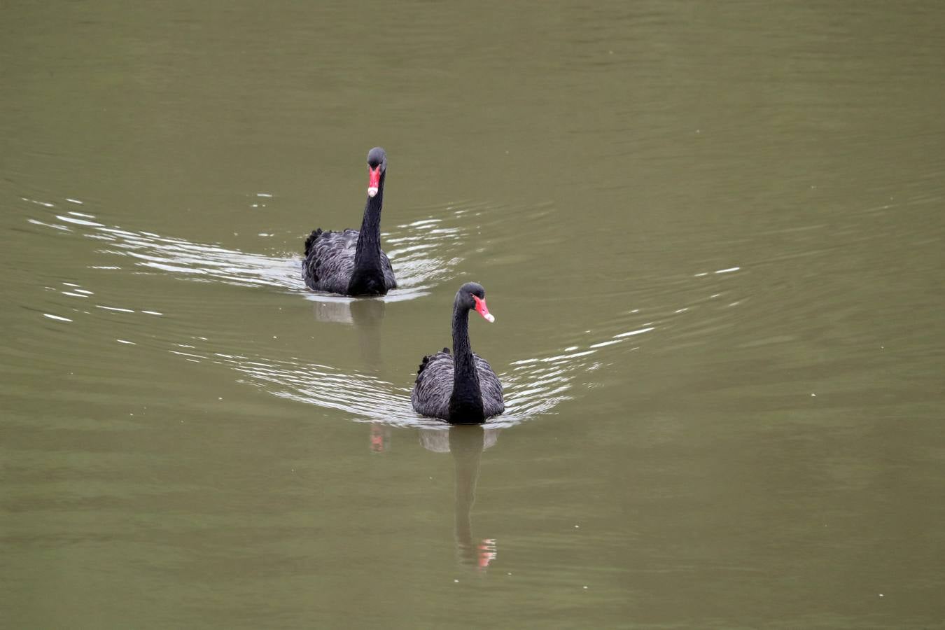 Se trata de especies propias de Australia por lo que SEO-Birdlife cree que se habrán escapado de algún centro zoológico