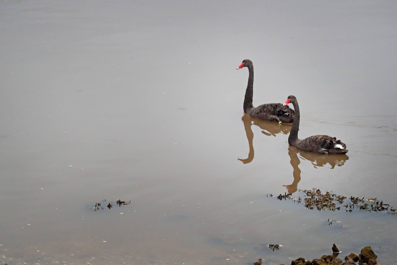 Se trata de especies propias de Australia por lo que SEO-Birdlife cree que se habrán escapado de algún centro zoológico