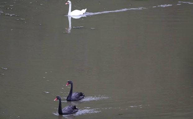 Aparecen dos cisnes negros en Oyambre