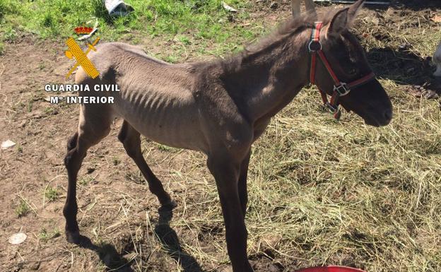 La Guardia Civil encontró a los potros en estado de desnutrición.