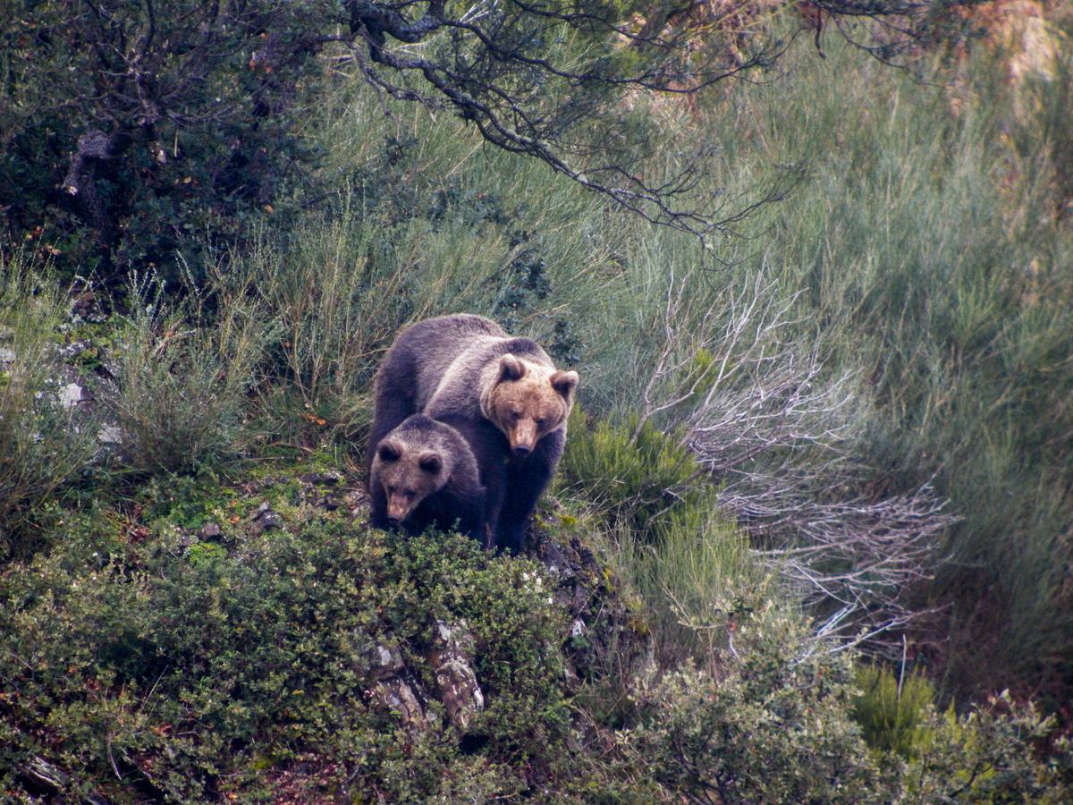 National Geographic destaca la fauna de Liébana por su riqueza y diversidad.