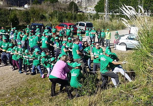 Un grupo de voluntarios trata de arrancar una mata de plumeros en una acción contra esta especie en las marismas.