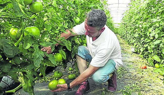 Ignacio Parraza sostiene los tomates plantados en uno de sus cultivos de Gama, en Bárcena de Cicero.