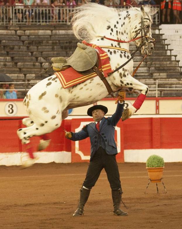 Espectacular salto de uno de los caballos que intervendrá en el espectáculo. 