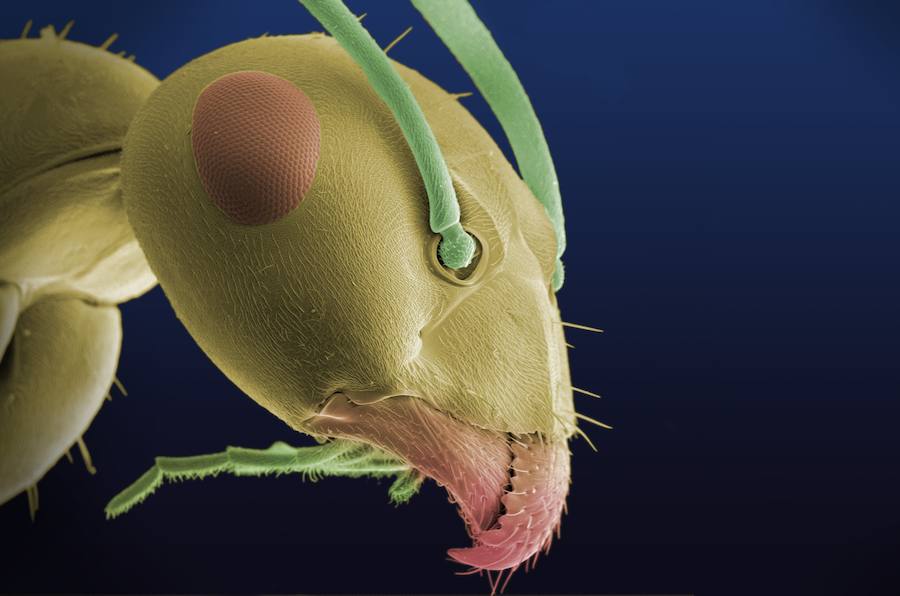 Hormiga al MEB. Fotomicrografía electrónica de barrido ambiental de la cabeza de una hormiga común tomada con unos de los mejores microscopios electrónicos de barrido (MEB) de España durante el Posgrado Internacional en Imagen Científica. Como la “luz” usada son electrones, la imagen se colorea luego por ordenador.