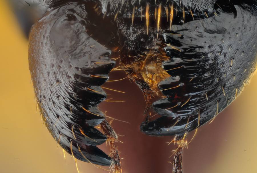Fauces de hormiga común. Fotomacrografía de las mandíbulas de una hormiga común, tomada sin microscopio con la nueva técnica de súper macro de apilamiento, tomando as partes enfocadas de 97 fotografías en las que la muestra se desplazó 0,02mm entre toma y toma.