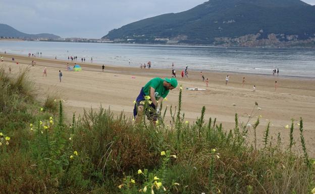 Un voluntario procede a la retirada de una especie invasora.