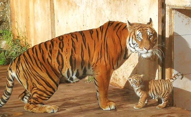 Uno de los tigres incorporados al Parque de Cabárceno