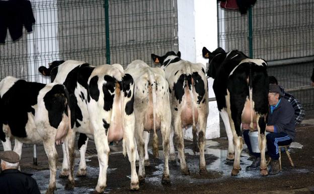 Oria asegura que el descenso de ganaderos de leche se debe a que «se han pasado a la carne»