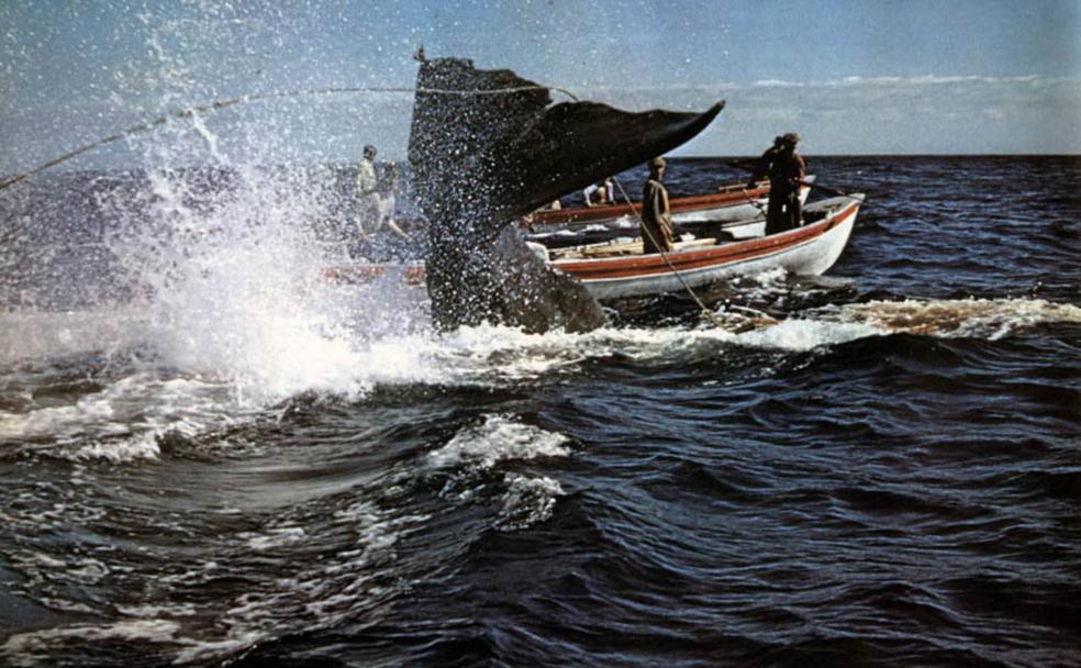 Varias embarcaciones intentan dar caza al cachalote. 