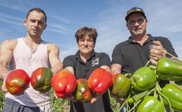 Septiembre, el mes del pimiento de Isla