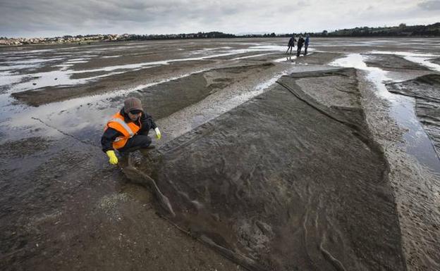 Pesca dice que el stock de almeja es superior al de años anteriores