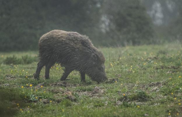 Un jabalí hoza la tierra en la zona de Los Trillos, en la comarca de Palombera Oeste. :: m. g. v.