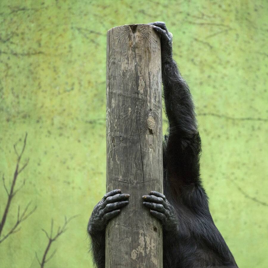 "Se trata de “paisajes” desarrollados a partir de los límites que el ser humano impone a un mundo “animal”, tal vez como alegoría de un mundo supuestamente humanizado que a su vez contempla innumerables barreras y fronteras. Un relato fotográfico de gran complicidad emocional y una mirada atenta que registra un paisaje habitado por animales encerrados, pleno de límites y cercados que les aíslan y marginan, en un proceso ajeno a sus propias existencias libres y salvajes. Imágenes que observan el itinerario múltiple y dinámico de lepidópteros, aves o simios, dentro de un territorio carente de otras perspectivas que no sean las marcadas por las fronteras metálicas o acristaladas de sus celdas de exclusión. No obstante ellos resplandecen en ese entorno de enclaustramiento, realizando sus propios torbellinos de armonía y belleza, como si fuera imprescindible el espectáculo de su vitalidad intuitiva".