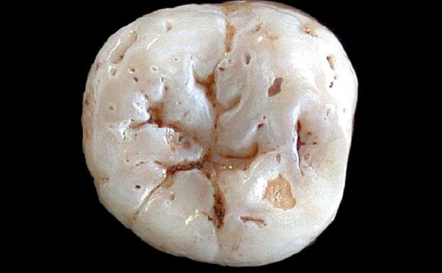 La Universidad de Cantabria busca dientes de leche