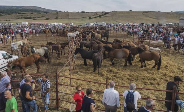 La Feria de Ganado de San Mateo es una de las de más tradición de Cantabria. :: 