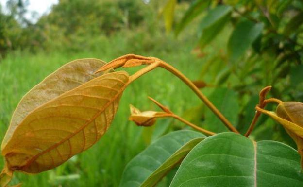 'Vismia baccifera' está presente en la amazonía colombiana.