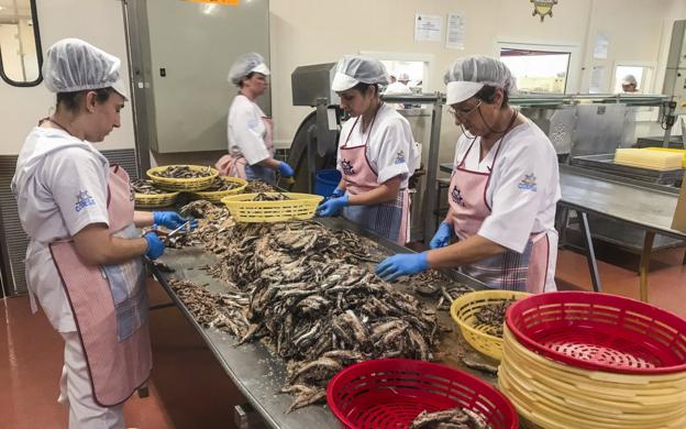 Trabajo en la fábrica. La primera fase, descabezar y limpiar. 