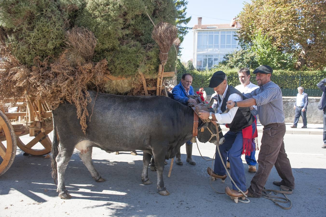 El desfile de carretas ha puesto fin a las fiestas de San Mateo en Reinosa, con el tradicional paseo de carros que, tirados por bueyes o vacas, representan escenas tradicionales de la vida rural de la comarca