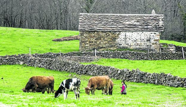 Una mujer pastorea su rebaño de vacas junto a una cabaña pasiega.