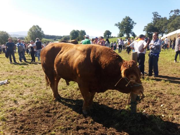 Una de las escenas de ganado de la pasada edición de la Feria de Ganado Trasmerano del Valle de Hoz. :