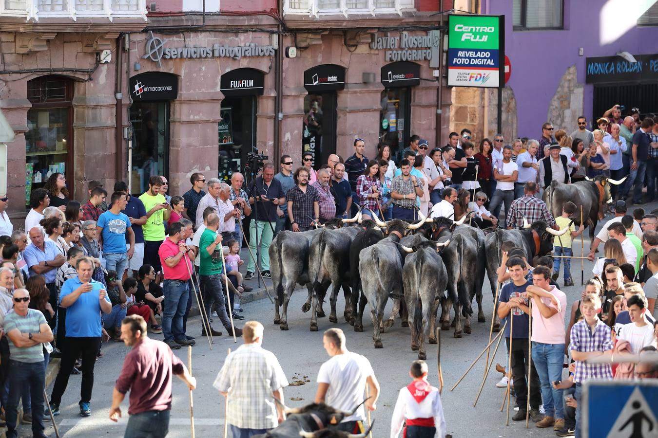 La Olimpiada del Tudanco de Cabezón de la Sal ha reunido este viernes en su XXXIX edición a 911 reses de 28 ganaderías que desfilarán por el centro del municipio en la 'gran pasá' con la que se conmemora un año más la tradicional bajada del ganado de los puertos de montaña.