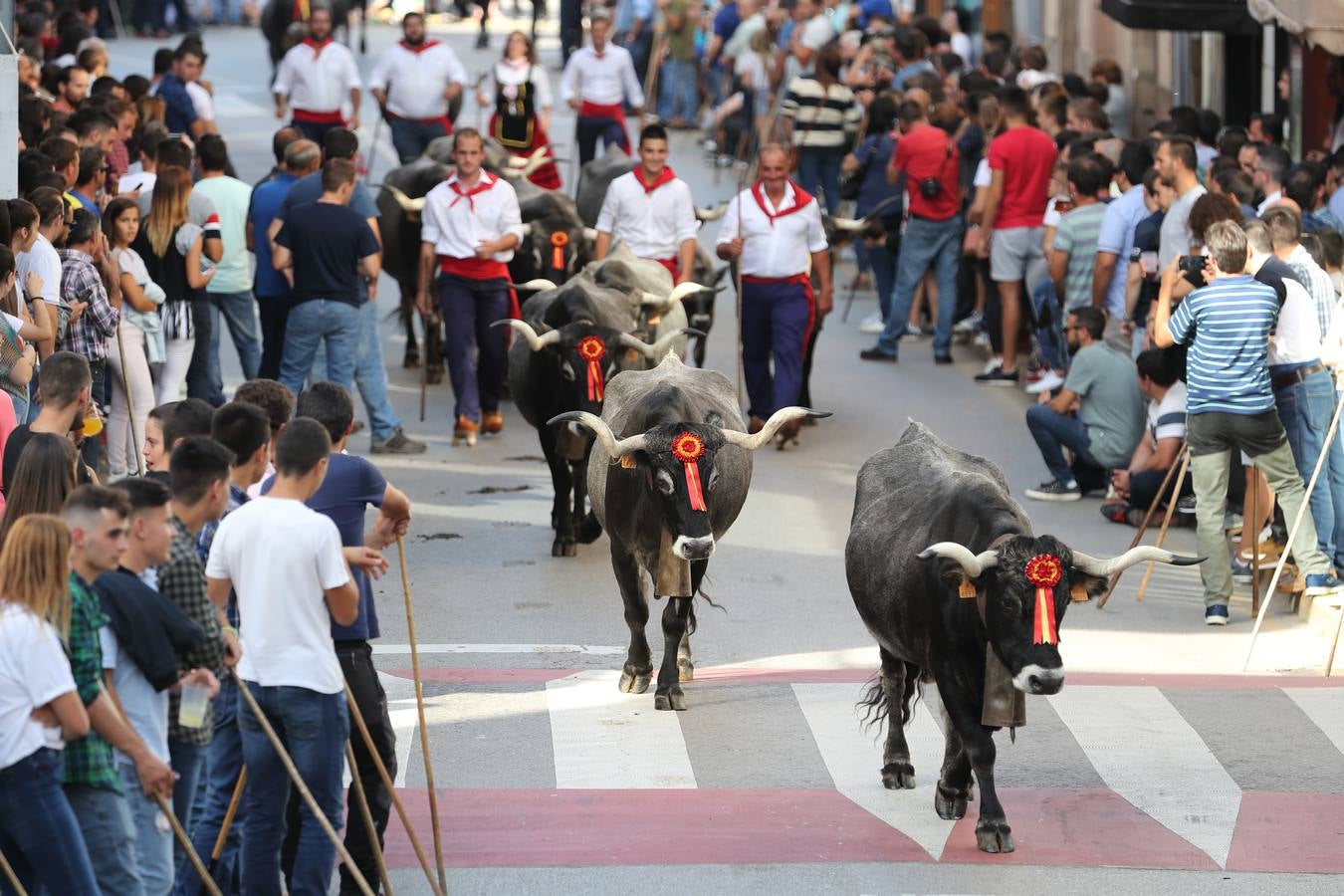 La Olimpiada del Tudanco de Cabezón de la Sal ha reunido este viernes en su XXXIX edición a 911 reses de 28 ganaderías que desfilarán por el centro del municipio en la 'gran pasá' con la que se conmemora un año más la tradicional bajada del ganado de los puertos de montaña.