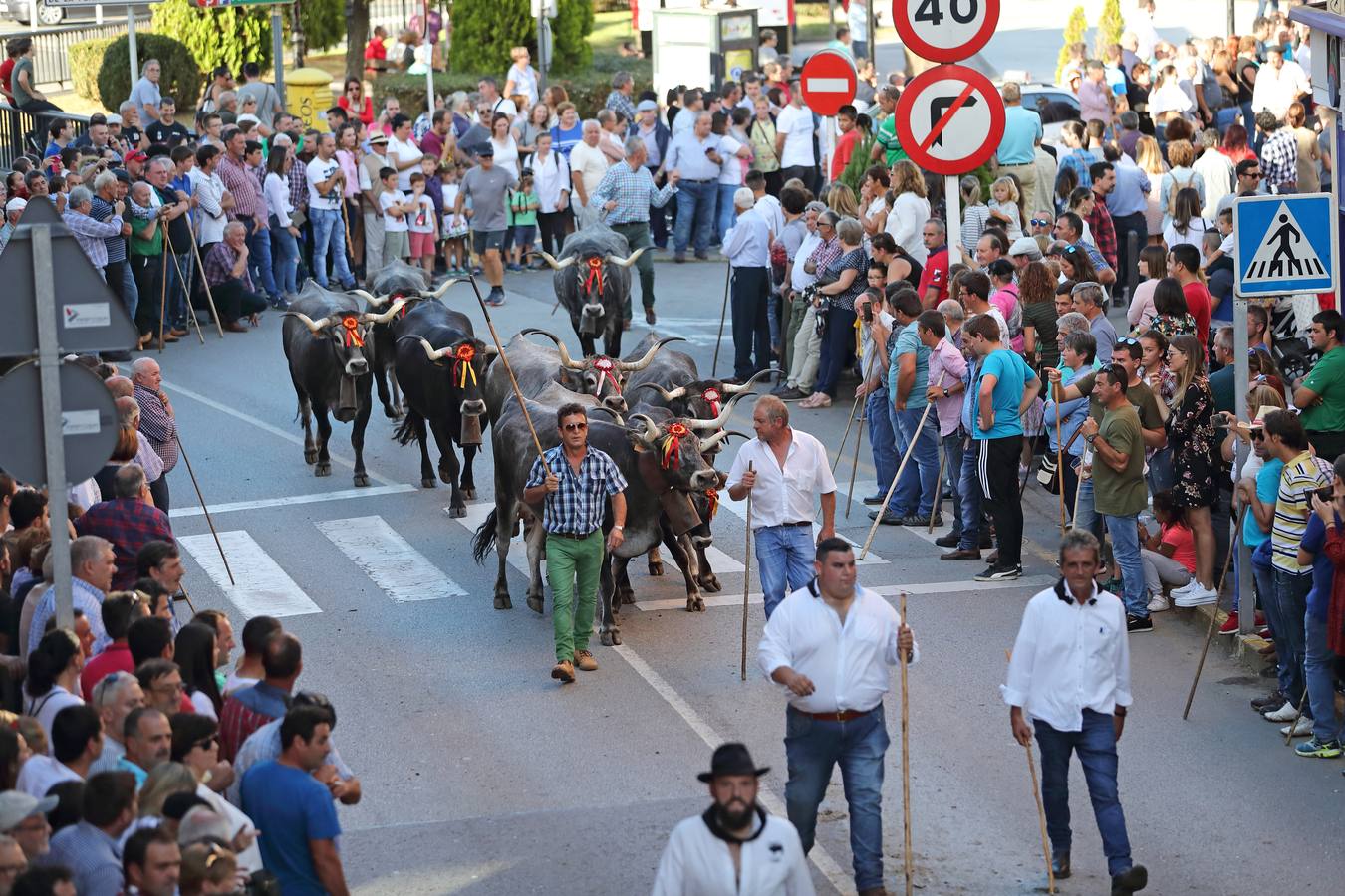 La Olimpiada del Tudanco de Cabezón de la Sal ha reunido este viernes en su XXXIX edición a 911 reses de 28 ganaderías que desfilarán por el centro del municipio en la 'gran pasá' con la que se conmemora un año más la tradicional bajada del ganado de los puertos de montaña.