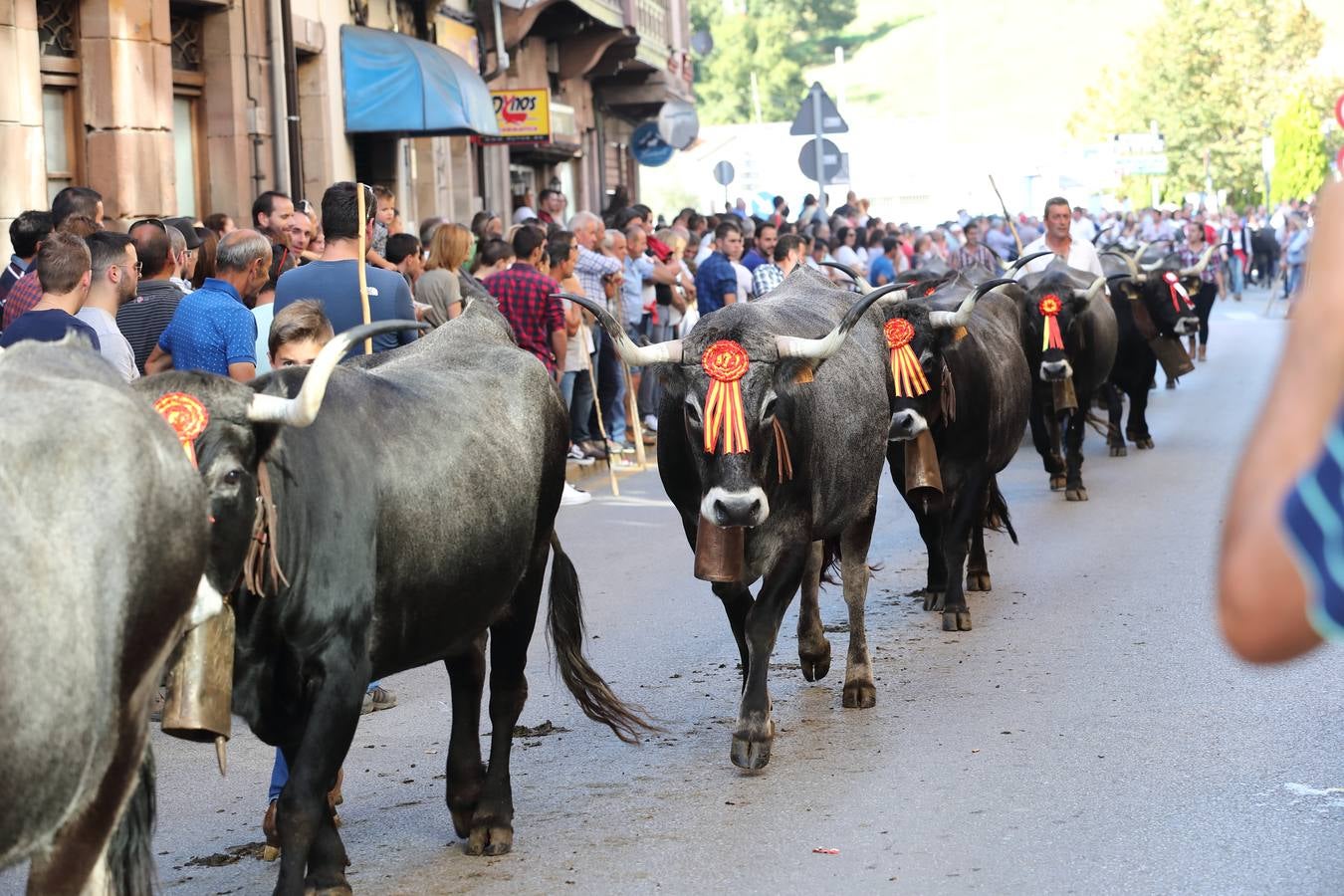 La Olimpiada del Tudanco de Cabezón de la Sal ha reunido este viernes en su XXXIX edición a 911 reses de 28 ganaderías que desfilarán por el centro del municipio en la 'gran pasá' con la que se conmemora un año más la tradicional bajada del ganado de los puertos de montaña.