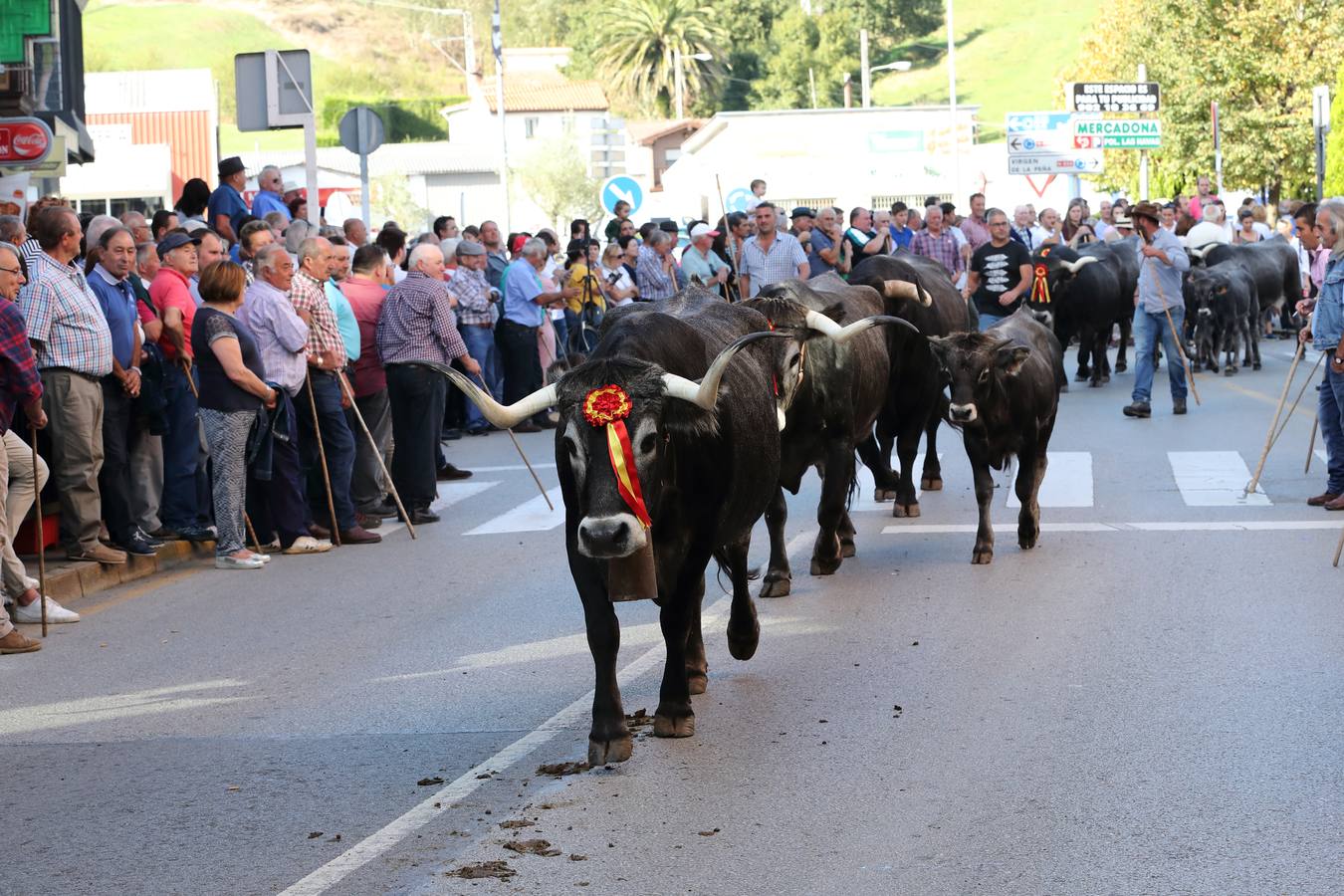 La Olimpiada del Tudanco de Cabezón de la Sal ha reunido este viernes en su XXXIX edición a 911 reses de 28 ganaderías que desfilarán por el centro del municipio en la 'gran pasá' con la que se conmemora un año más la tradicional bajada del ganado de los puertos de montaña.