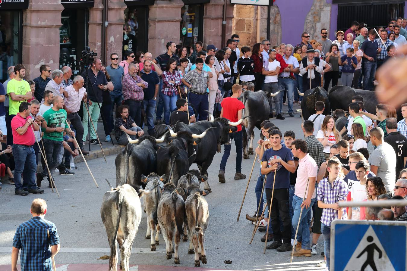 La Olimpiada del Tudanco de Cabezón de la Sal ha reunido este viernes en su XXXIX edición a 911 reses de 28 ganaderías que desfilarán por el centro del municipio en la 'gran pasá' con la que se conmemora un año más la tradicional bajada del ganado de los puertos de montaña.