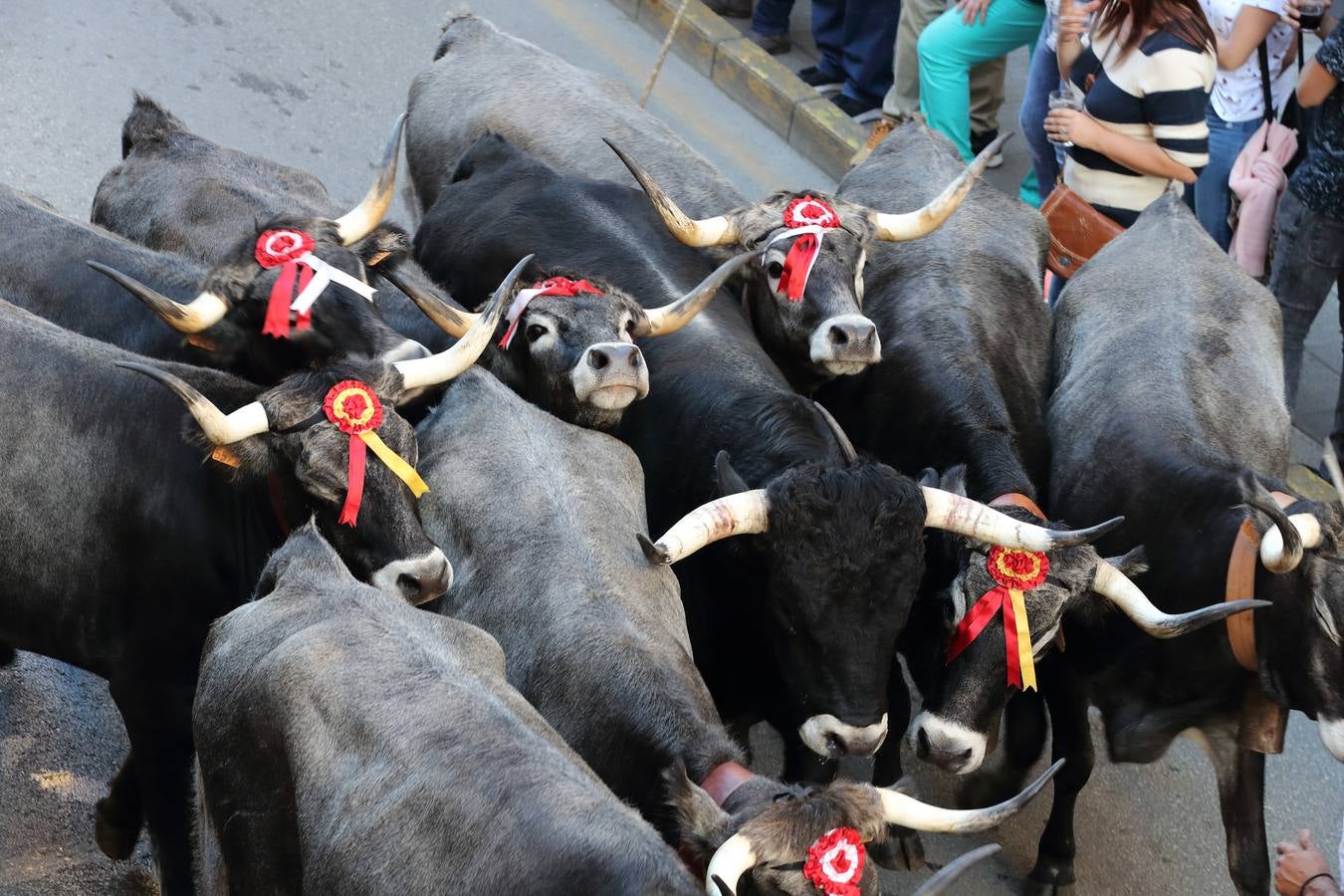 La Olimpiada del Tudanco de Cabezón de la Sal ha reunido este viernes en su XXXIX edición a 911 reses de 28 ganaderías que desfilarán por el centro del municipio en la 'gran pasá' con la que se conmemora un año más la tradicional bajada del ganado de los puertos de montaña.