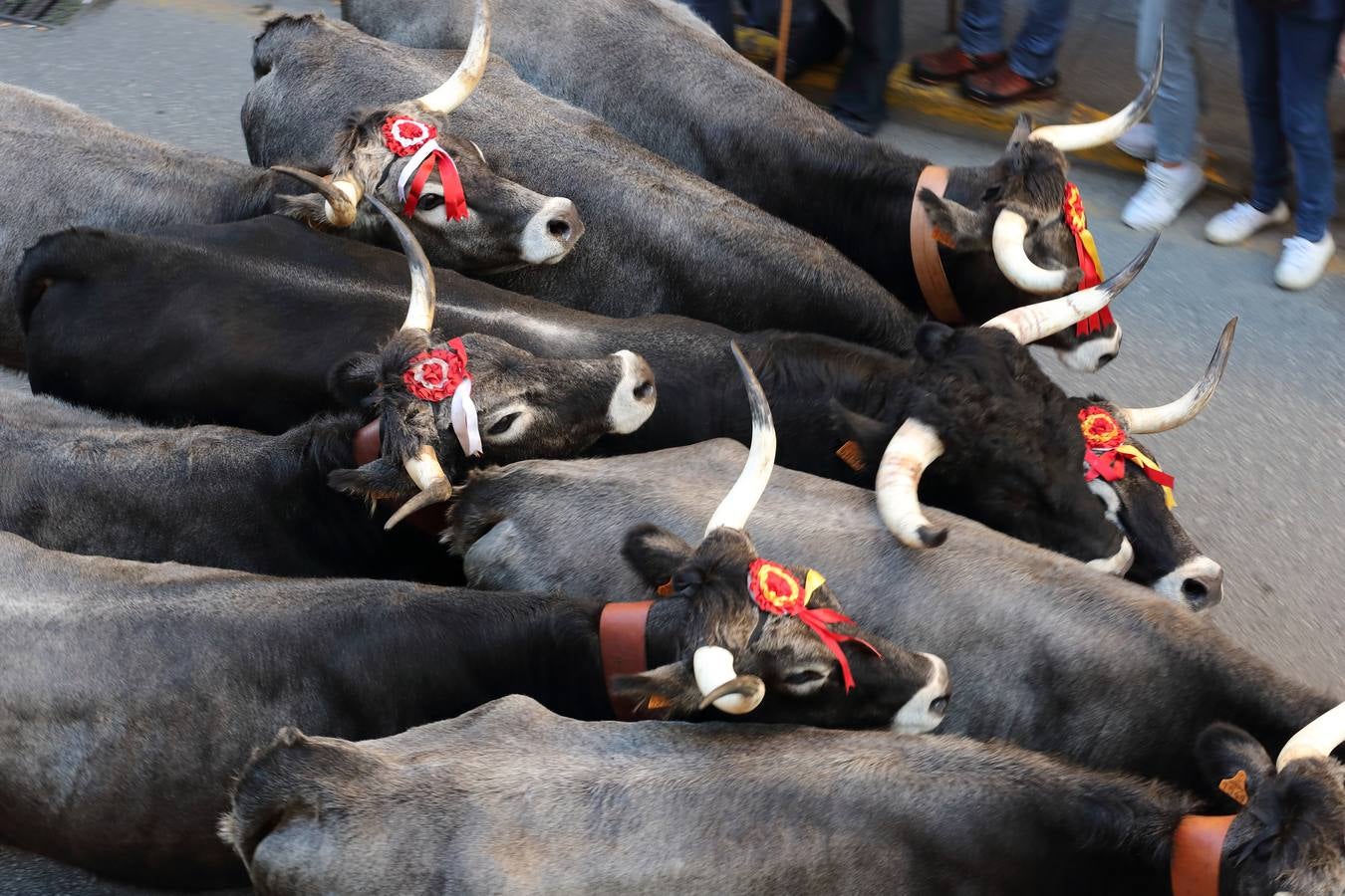 La Olimpiada del Tudanco de Cabezón de la Sal ha reunido este viernes en su XXXIX edición a 911 reses de 28 ganaderías que desfilarán por el centro del municipio en la 'gran pasá' con la que se conmemora un año más la tradicional bajada del ganado de los puertos de montaña.