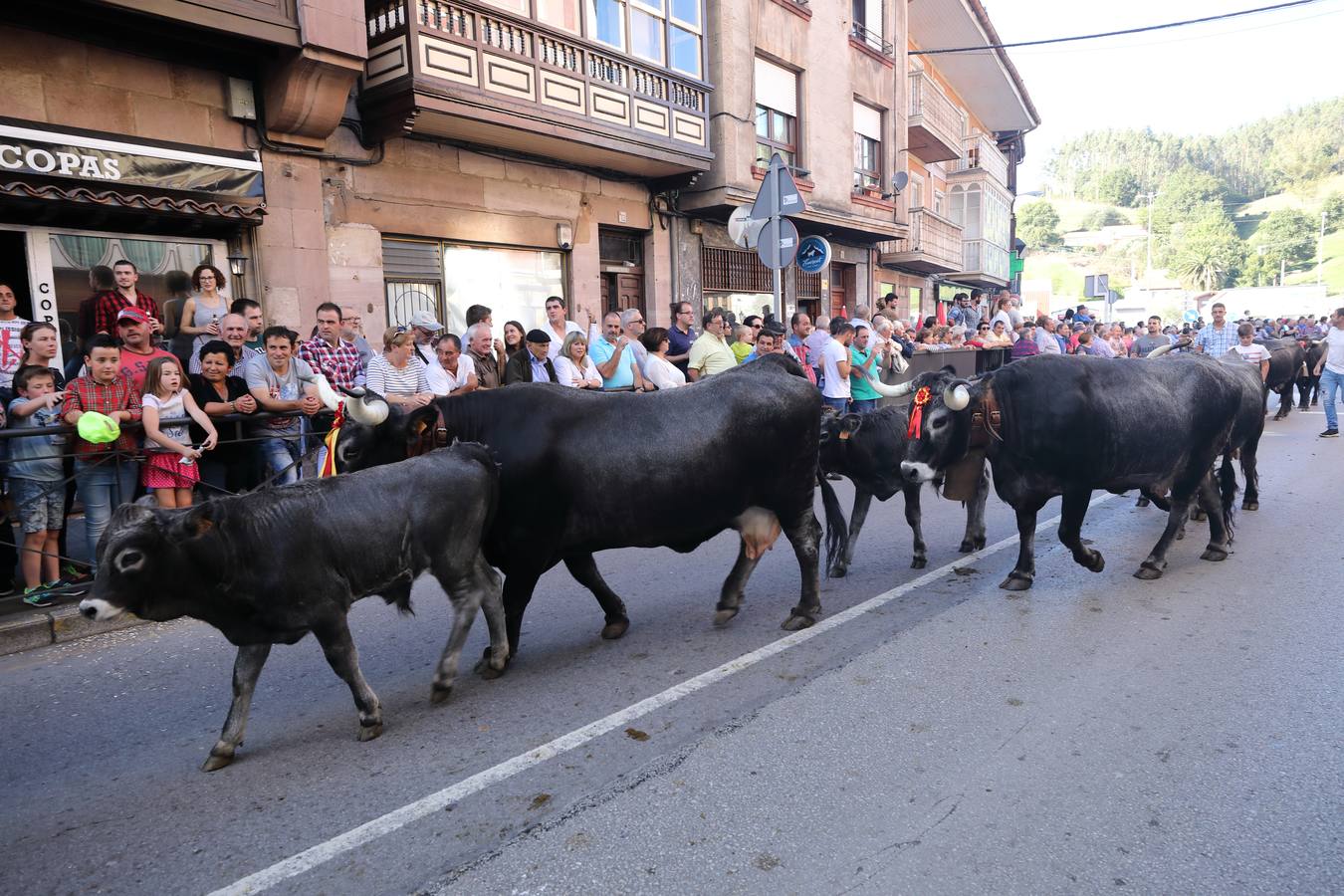 La Olimpiada del Tudanco de Cabezón de la Sal ha reunido este viernes en su XXXIX edición a 911 reses de 28 ganaderías que desfilarán por el centro del municipio en la 'gran pasá' con la que se conmemora un año más la tradicional bajada del ganado de los puertos de montaña.