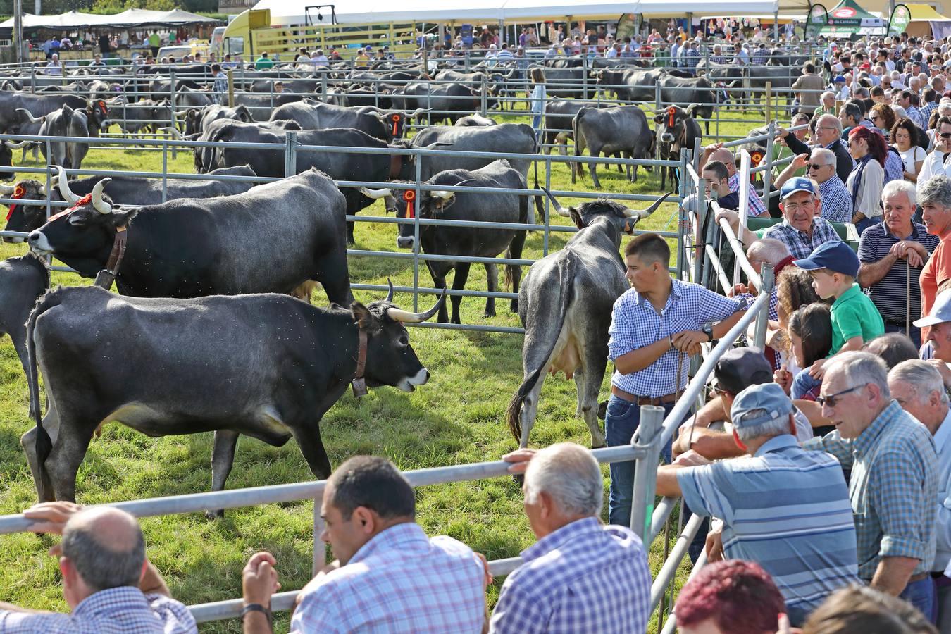 La Olimpiada del Tudanco de Cabezón de la Sal ha reunido este viernes en su XXXIX edición a 911 reses de 28 ganaderías que desfilarán por el centro del municipio en la 'gran pasá' con la que se conmemora un año más la tradicional bajada del ganado de los puertos de montaña.