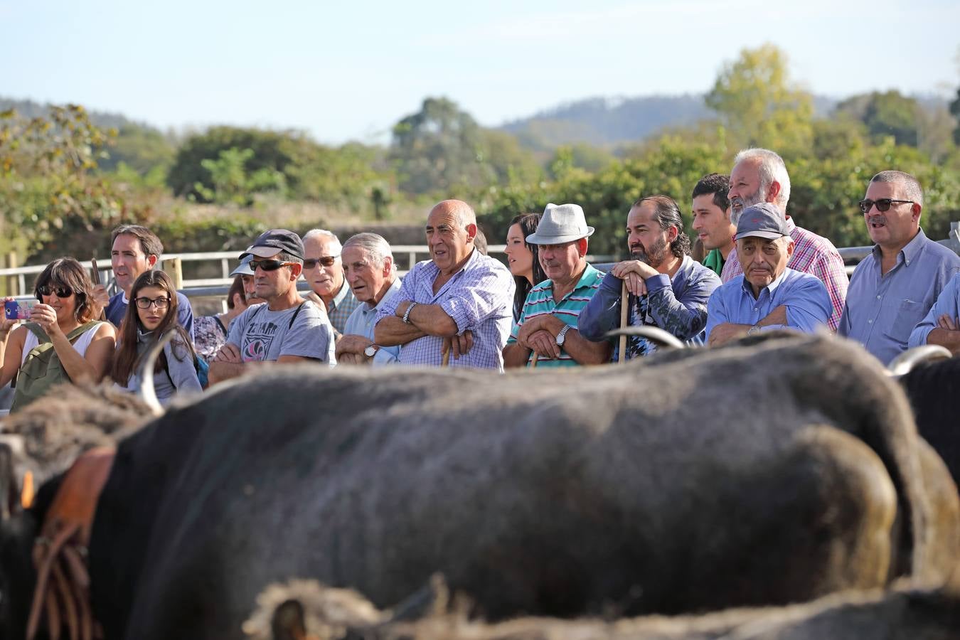 La Olimpiada del Tudanco de Cabezón de la Sal ha reunido este viernes en su XXXIX edición a 911 reses de 28 ganaderías que desfilarán por el centro del municipio en la 'gran pasá' con la que se conmemora un año más la tradicional bajada del ganado de los puertos de montaña.