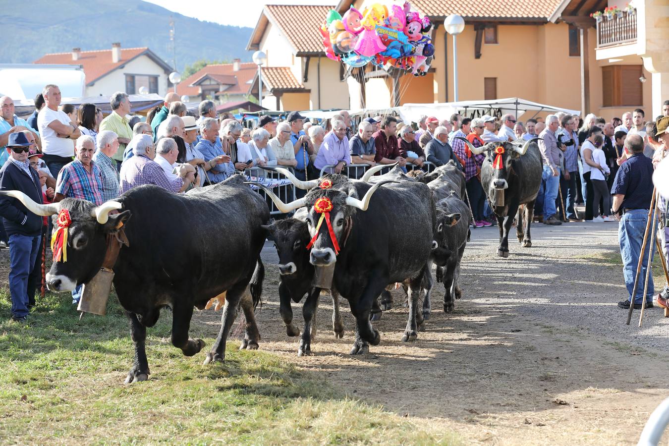 La Olimpiada del Tudanco de Cabezón de la Sal ha reunido este viernes en su XXXIX edición a 911 reses de 28 ganaderías que desfilarán por el centro del municipio en la 'gran pasá' con la que se conmemora un año más la tradicional bajada del ganado de los puertos de montaña.