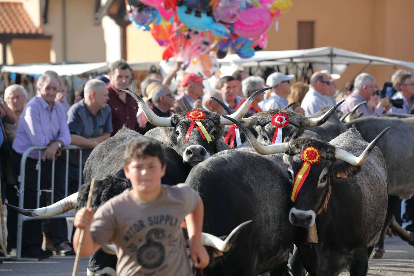 La Olimpiada del Tudanco de Cabezón de la Sal ha reunido este viernes en su XXXIX edición a 911 reses de 28 ganaderías que desfilarán por el centro del municipio en la 'gran pasá' con la que se conmemora un año más la tradicional bajada del ganado de los puertos de montaña.