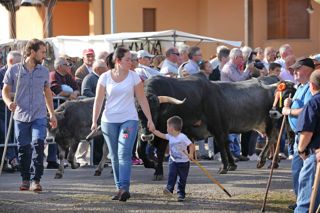 La Olimpiada del Tudanco de Cabezón de la Sal ha reunido este viernes en su XXXIX edición a 911 reses de 28 ganaderías que desfilarán por el centro del municipio en la 'gran pasá' con la que se conmemora un año más la tradicional bajada del ganado de los puertos de montaña.