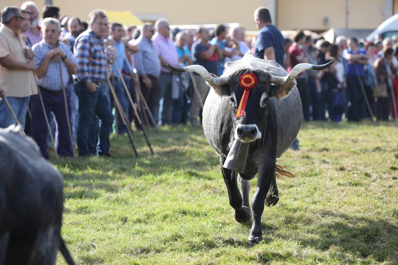 La Olimpiada del Tudanco de Cabezón de la Sal ha reunido este viernes en su XXXIX edición a 911 reses de 28 ganaderías que desfilarán por el centro del municipio en la 'gran pasá' con la que se conmemora un año más la tradicional bajada del ganado de los puertos de montaña.