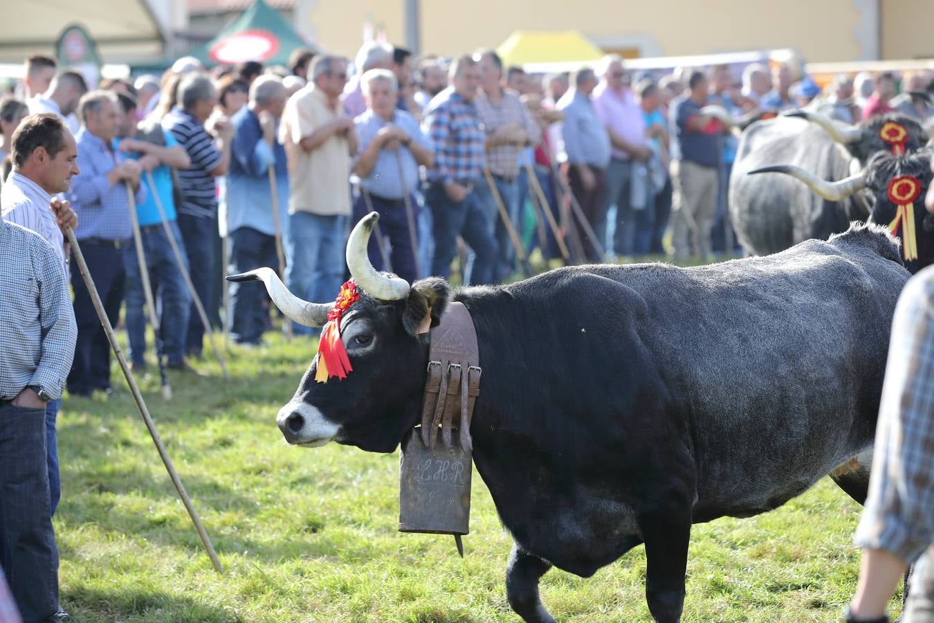 La Olimpiada del Tudanco de Cabezón de la Sal ha reunido este viernes en su XXXIX edición a 911 reses de 28 ganaderías que desfilarán por el centro del municipio en la 'gran pasá' con la que se conmemora un año más la tradicional bajada del ganado de los puertos de montaña.