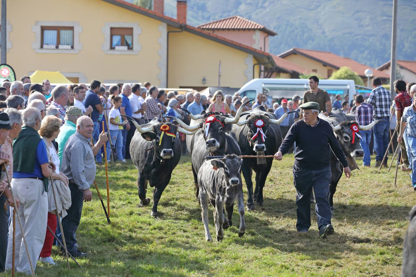 La Olimpiada del Tudanco de Cabezón de la Sal ha reunido este viernes en su XXXIX edición a 911 reses de 28 ganaderías que desfilarán por el centro del municipio en la 'gran pasá' con la que se conmemora un año más la tradicional bajada del ganado de los puertos de montaña.