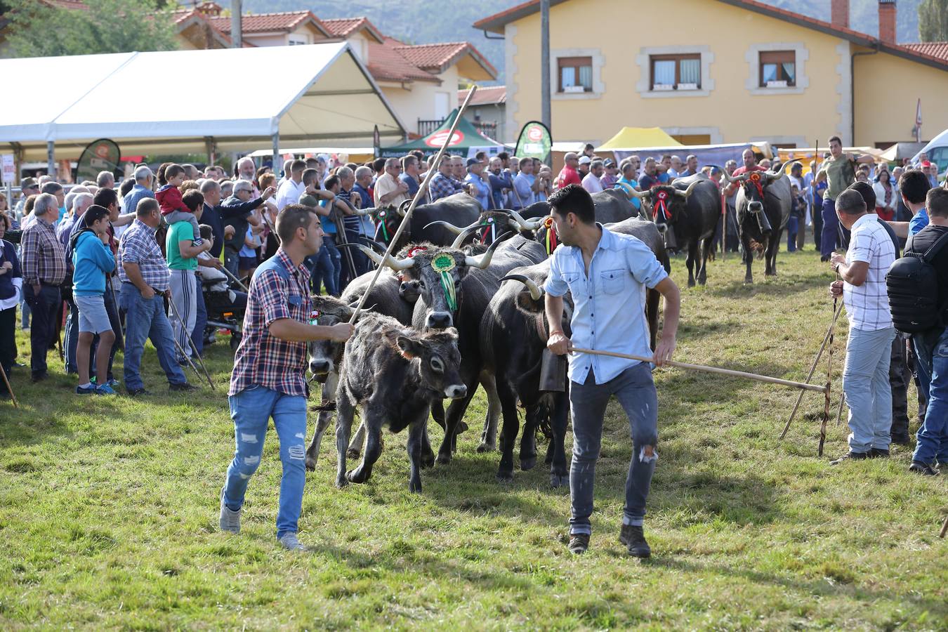 La Olimpiada del Tudanco de Cabezón de la Sal ha reunido este viernes en su XXXIX edición a 911 reses de 28 ganaderías que desfilarán por el centro del municipio en la 'gran pasá' con la que se conmemora un año más la tradicional bajada del ganado de los puertos de montaña.