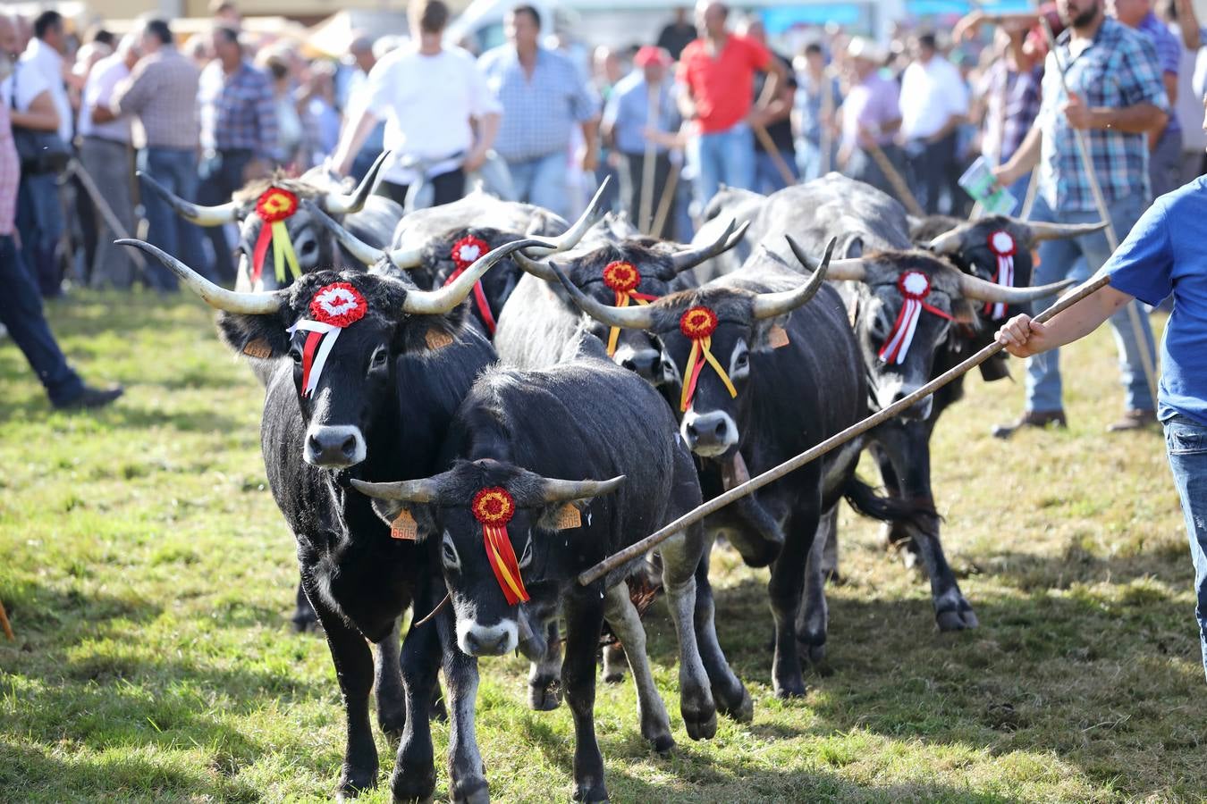 La Olimpiada del Tudanco de Cabezón de la Sal ha reunido este viernes en su XXXIX edición a 911 reses de 28 ganaderías que desfilarán por el centro del municipio en la 'gran pasá' con la que se conmemora un año más la tradicional bajada del ganado de los puertos de montaña.