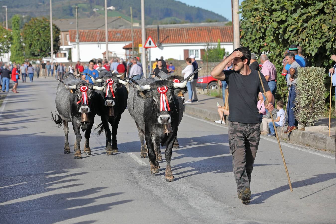 La Olimpiada del Tudanco de Cabezón de la Sal ha reunido este viernes en su XXXIX edición a 911 reses de 28 ganaderías que desfilarán por el centro del municipio en la 'gran pasá' con la que se conmemora un año más la tradicional bajada del ganado de los puertos de montaña.