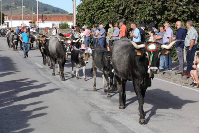 La Olimpiada del Tudanco de Cabezón de la Sal reúne este viernes en su XXXIX edición a 911 reses de 28 ganaderías que desfilarán por el centro del municipio en la 'gran pasá' con la que se conmemora un año más la tradicional bajada del ganado de los puertos de montaña.