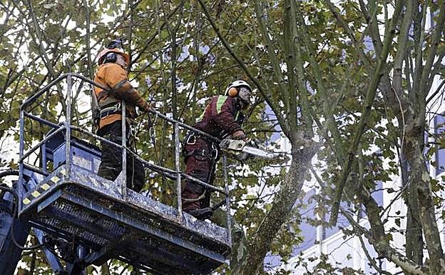 Los operarios copan las ramas más altas subidos a una plataforma elevadora. 
