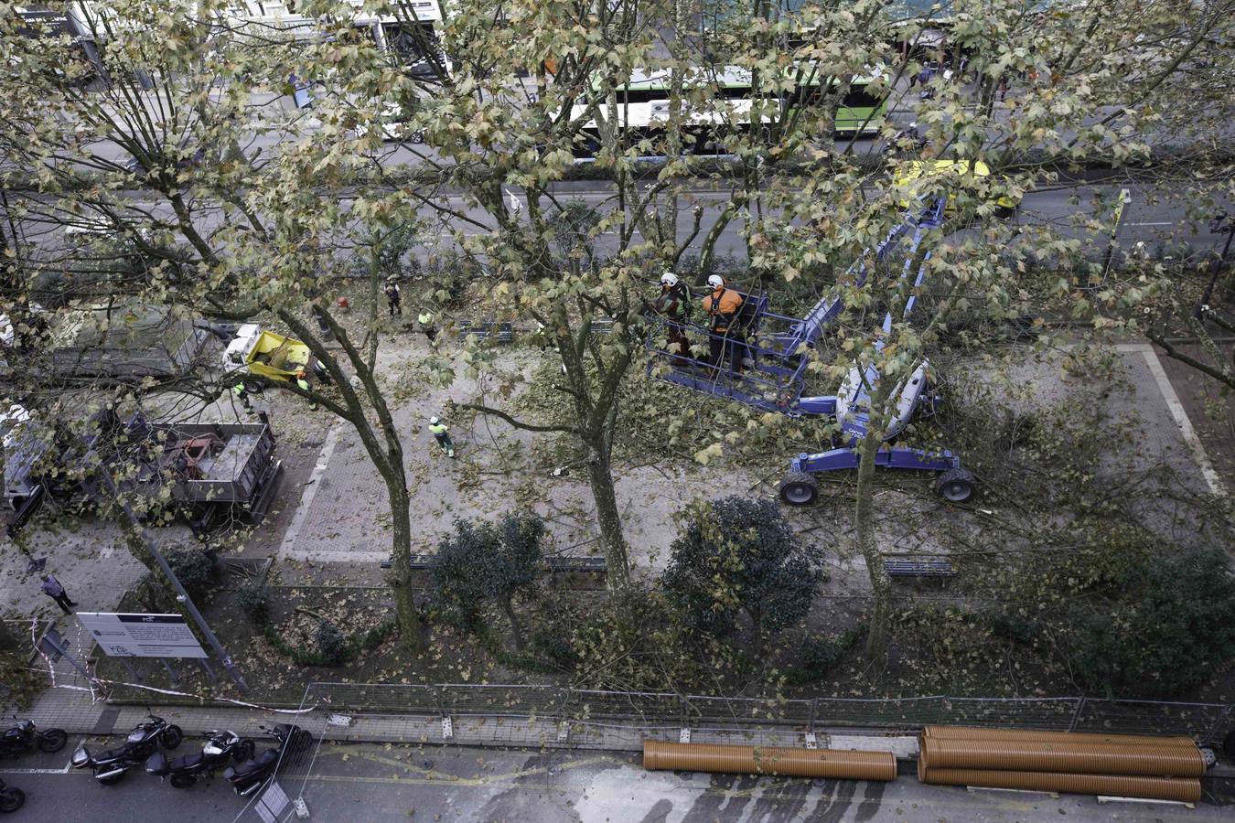 Fotos: Poda de árboles en Santander