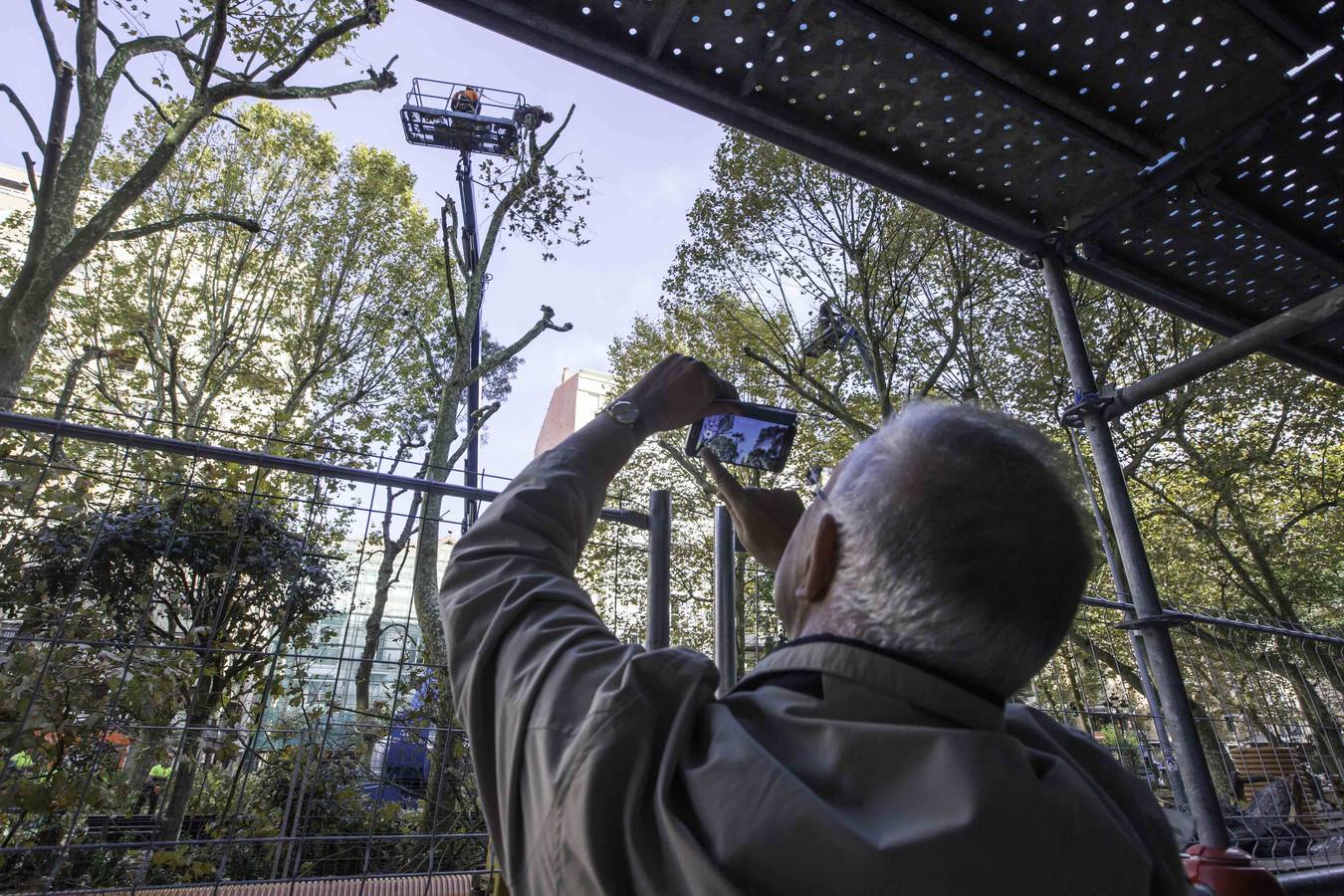 Fotos: Poda de árboles en Santander