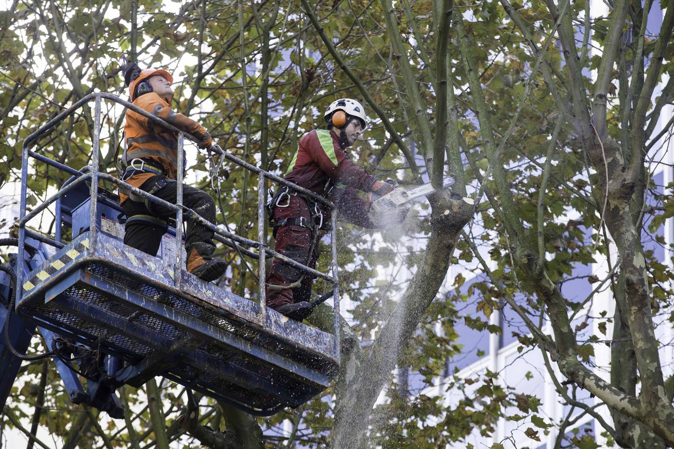 Fotos: Poda de árboles en Santander